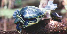 turtle on a log