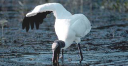 woodstork